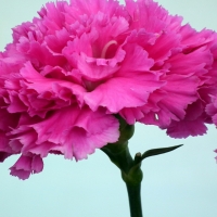 Hot Pink Carnation Flower