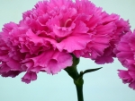 Hot Pink Carnation Flower