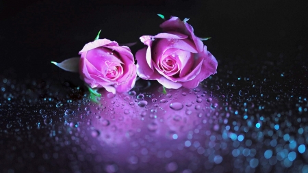 Violet Roses - flowers, roses, nature, two, drops, violet