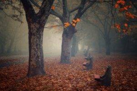 mist park - fall, trees, nature, photography, bench, leaves