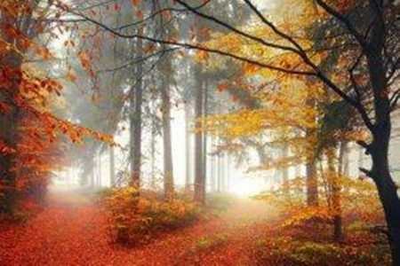 Fall - beauty, nature, autumn, fall, landscape, forests, trees, photography