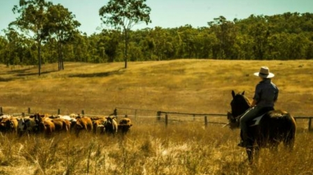 rounding up - animal, man, country, horse