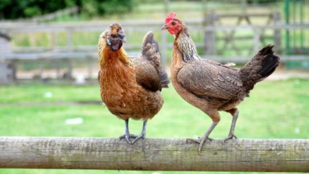 two friends - bird, Animal, chicken, nature