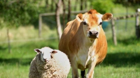 friends for life - sheep, nature, animals, cows