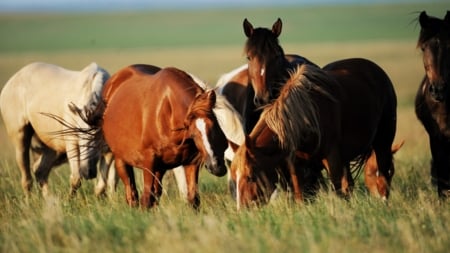 together - animal, nature, field, horse