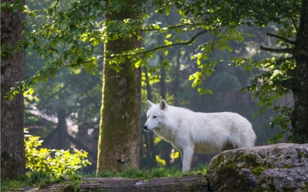 White Wolf - white, animal, wolf, forest, tree