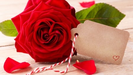 ✿Red Roses✿ - roses, flowers, red, romantic