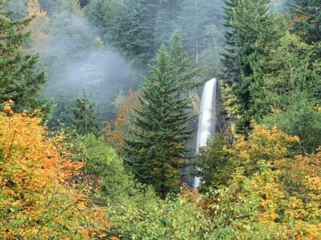 Forest Falls - trees, nature, waterfall, fog, autumn, grass, forest