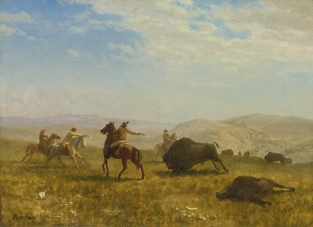 buffalo hunt - buffalo, grass, cowboy, horse