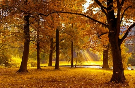 Autumn gold - sunlight, trees, beautiful, forest, lovely, fall, autumn, golden, foliage, park