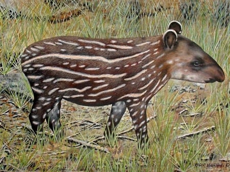 young lowland tapir - tapir, young, lowland, grass