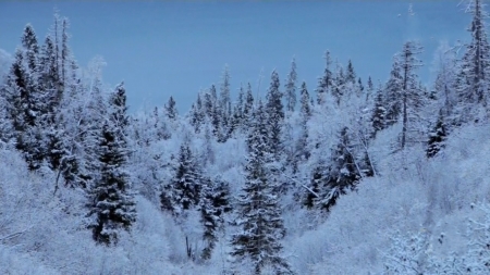 Alaskan Wintery Forest - Forest, Winter, Frozen, Alaska