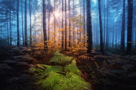 Forest Breaking Lights - nature, sky, autumn, trees, forest, lights