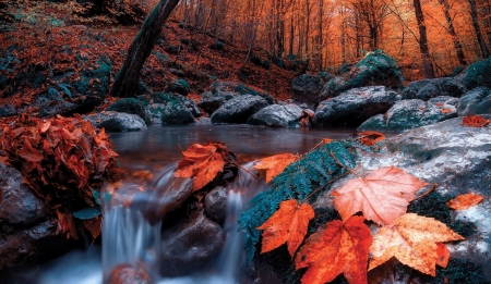 Forest Fall - nature, autumn, fall, forest, river, stones, leaf