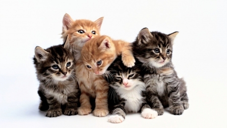 Adorable Kittens - Adorable, Kittens, animal, kitty