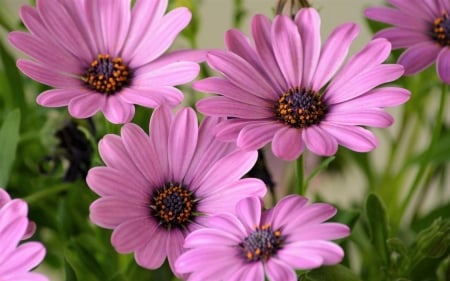 African Daisies - Flower, nature, African, Daisies