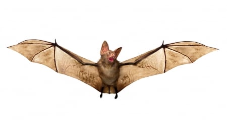 Bat - bat, white, animal, wings, halloween, liliac