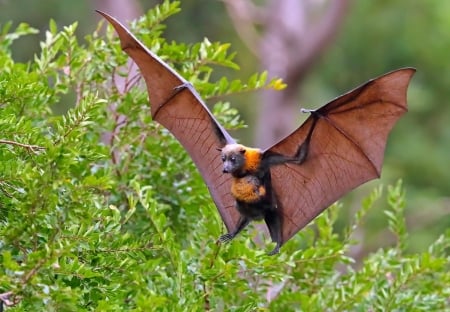 Flying fox - halloween, flying fox, brown, animal, orange, wings, green, bat