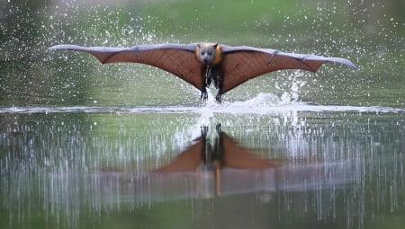 Flying fox - bat, animal, water, brown, wings, flying fox, liliac