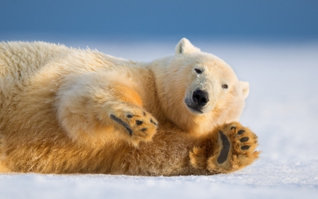 Polar bear - urs, white, animal, winter, paw, polar bear