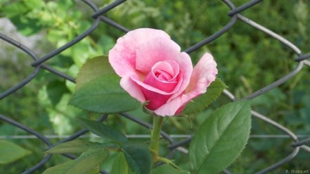 Mesh Fence and Pink Rose - flowers, nature, rose, fence, petals, pink, mesh