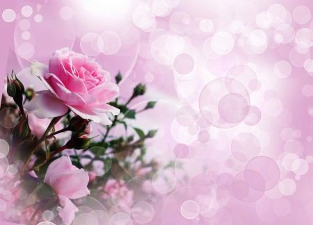 Pink Love - nature, buds, roses, pink, tenderness, flowers