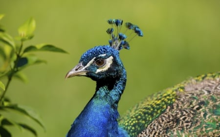 Peacock - bird, pasare, peacock, blue, greenlpaun