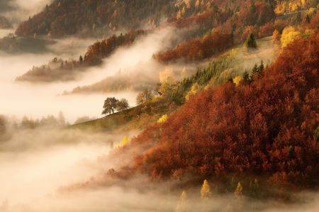 Misty autumn - view from the top, landscape, forest, red, orange, tree, peisaj, mist