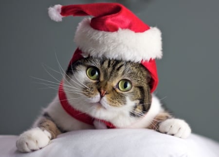 Christmas cat - paw, craciun, hat, cat, pisica, christmas, white, santa, red