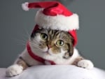 Christmas cat