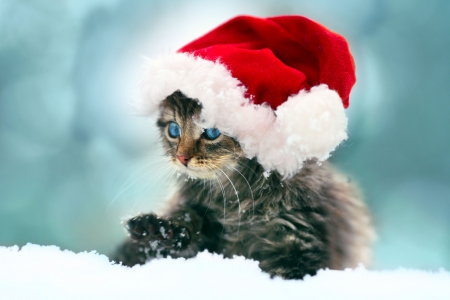 Christmas kitten - craciun, hat, cat, iarna, pisici, winter, kitten, christmas, white, santa, red, blue, sweet, cute