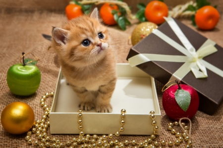 Christmas gift - christmas, animal, pisica, craciun, kitten, gift, box, cat