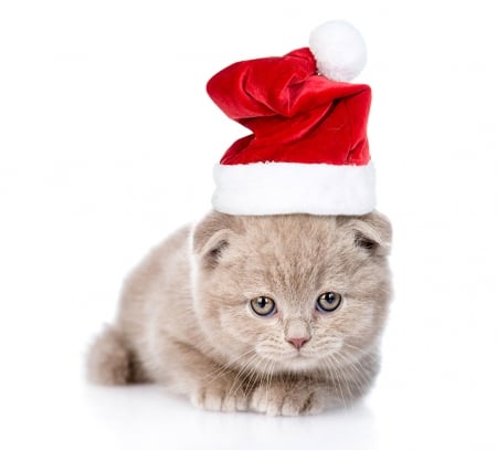 Christmas kitten - craciun, hat, pisica, kitten, white, santa, red, animal, cute