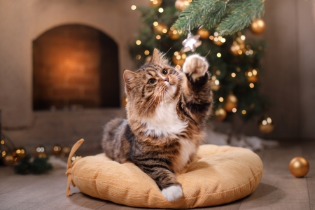 Kitten - cat, christmas, pisica, animal, craciun, kitten, paw, lights, cute