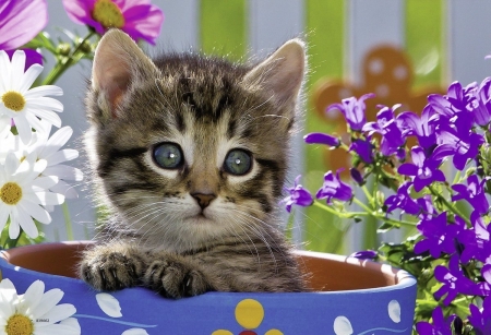 Kitten - pot, summer, flower, pink, cat, pisica, animal, purple, kitten, paw, cute