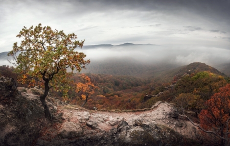 Fog - sky, tree, fog, nature