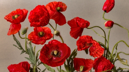 Poppies FC - beautiful, photography, beauty, romance, photo, love, flower, wide screen, floral