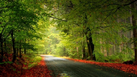 Amazing Road - green, tree, autumn, road