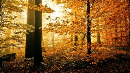 Dawn in the Woods - fall, dawn, trees, autumn, forest, light, woods, leaves