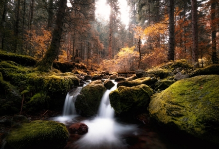 Stream - stream, tree, nature, jungle