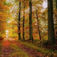 Path in Autumn Forest