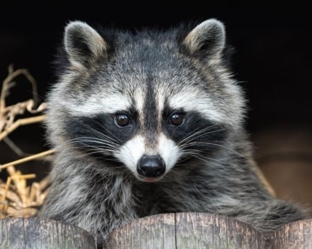 Raccoon - animal, white, black, raccoon