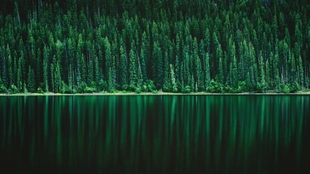 Reflection - nature, lake, tree, reflection