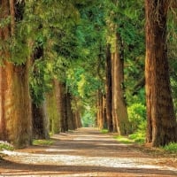 Sequoia Trees pathway