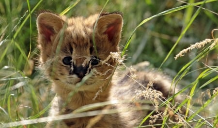 Serval - Serval, grass, animal, cat