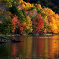 Trees on the River