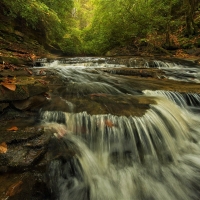 Water Cascades in Forest