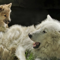 White Wolf and Her Pup