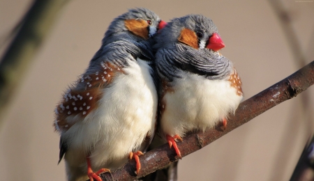 Zebra Finches - bird, Animal, Zebra, Finches