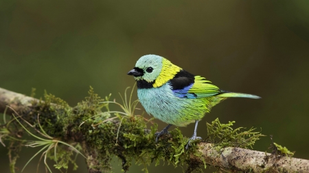 Bird - green, bird, blue, pasare